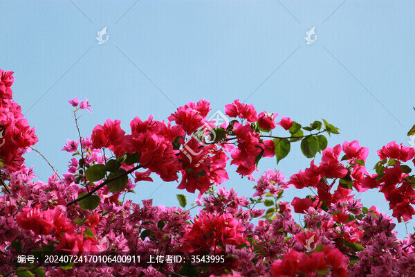 勒杜鵑