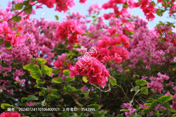 勒杜鵑花