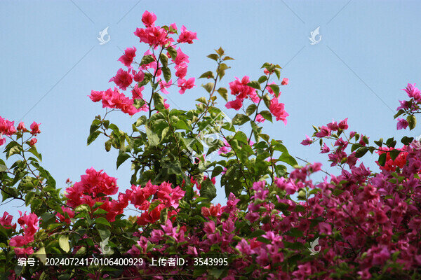 勒杜鵑花