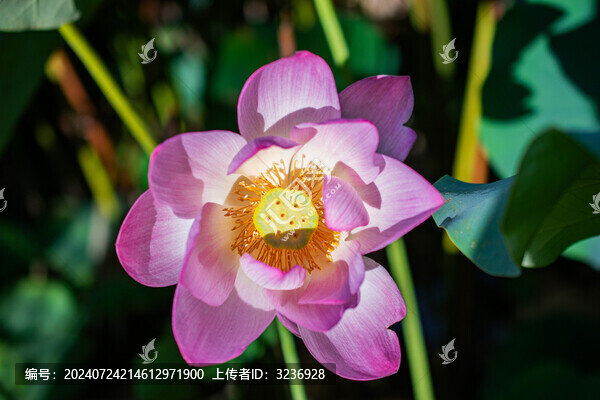 荷花