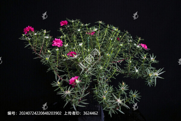 紫色太陽花