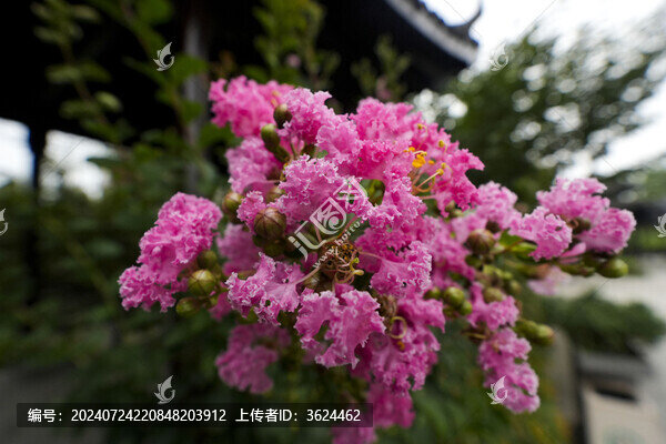紫薇花