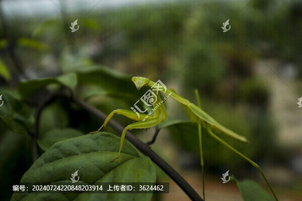 螳螂