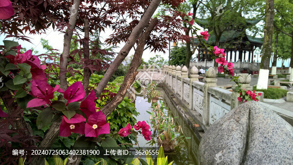 紅花還需庭欄池葉桃來配