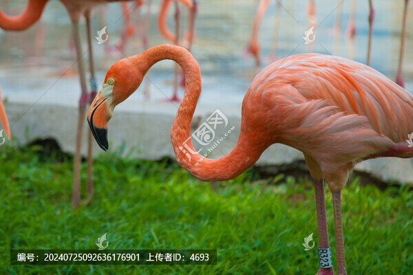 火烈鳥