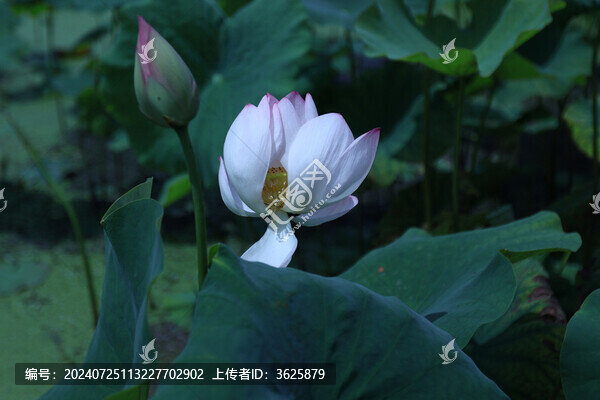 荷花