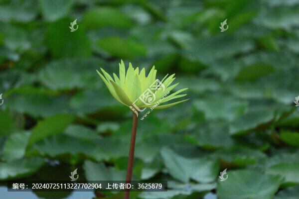 睡蓮