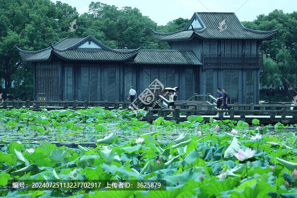 荷花
