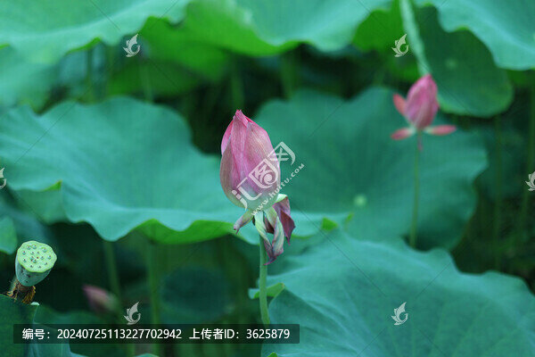 荷花