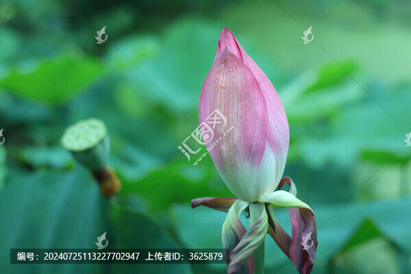 荷花