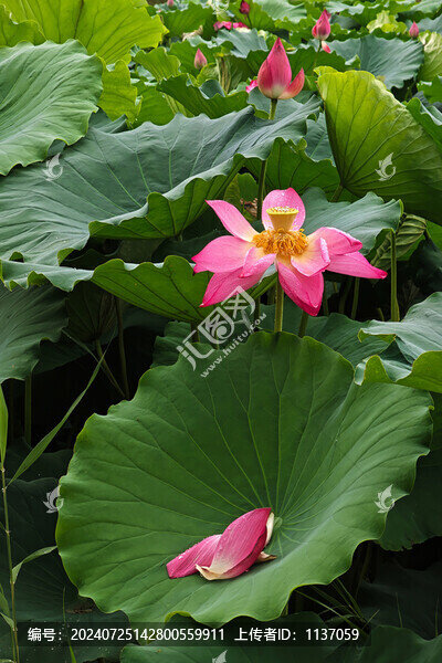 水生草本植物荷花