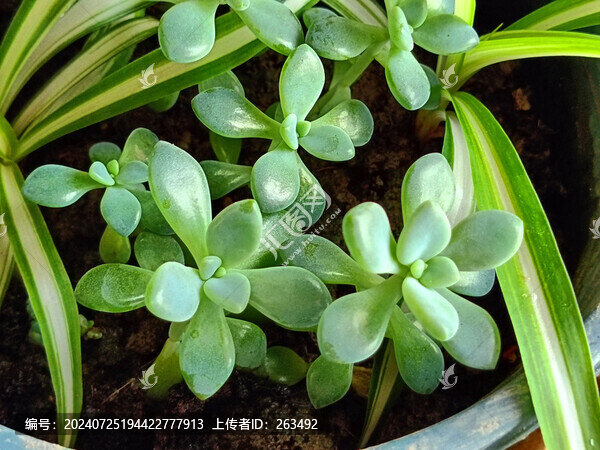 盆栽多肉嫩芽