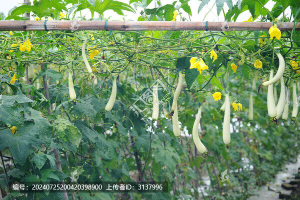 農(nóng)家自種絲瓜