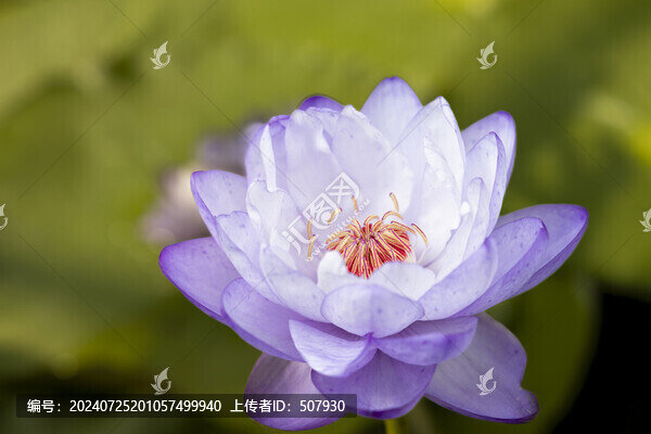 睡蓮