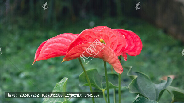 花燭