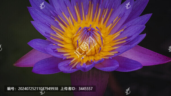紫睡蓮花特寫