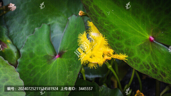 黃花荇菜