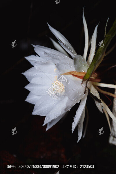 雨夜開放的曇花特寫鏡頭