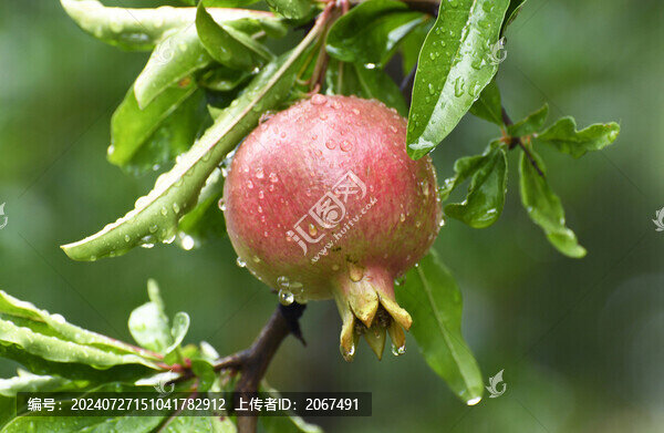 棗莊冠世榴園掛滿雨珠的石榴果實(shí)