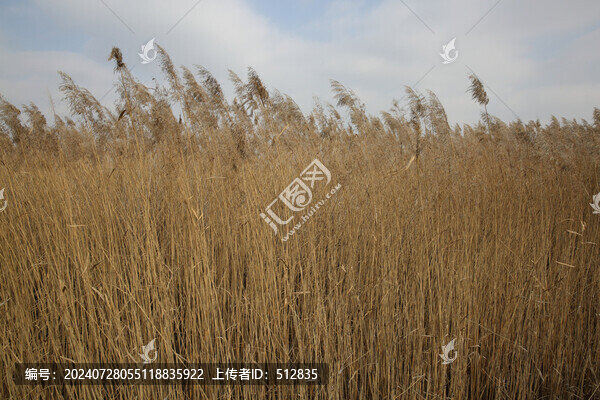 蘆葦冬季