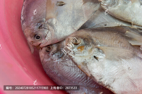 洗鯧魚