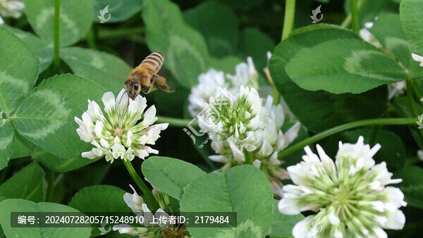 花叢中采蜜的蜜蜂