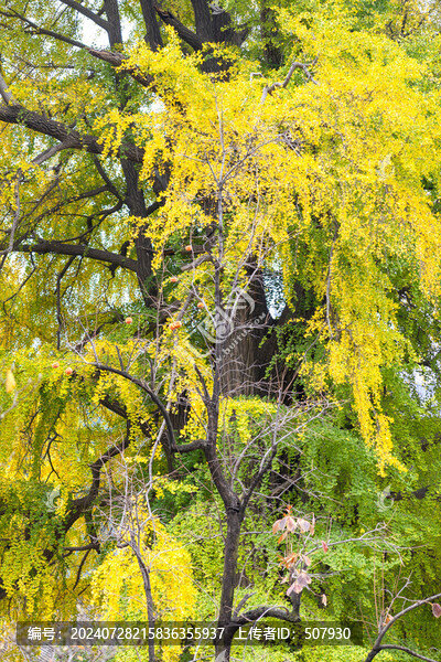 潭柘寺帝王樹(shù)