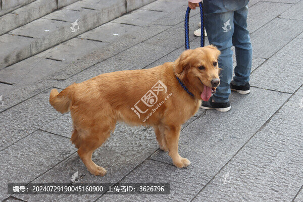 萌萌的小狗