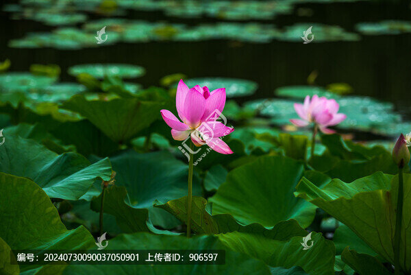 荷花