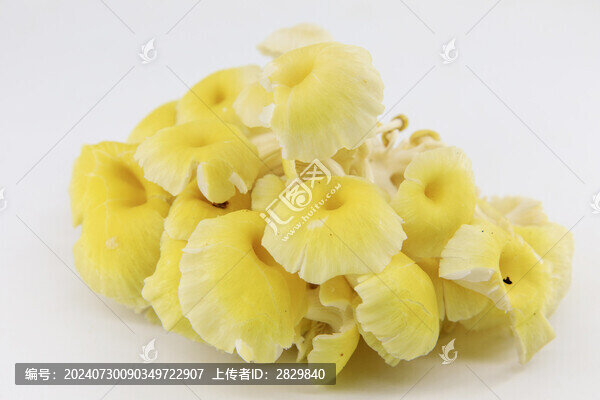 新鮮小黃蘑
