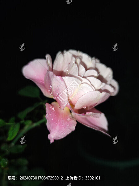 玫瑰花