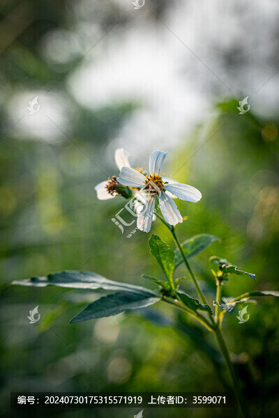 小雛菊