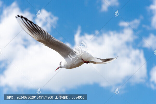 藍(lán)天白云下展翅飛翔的海鷗