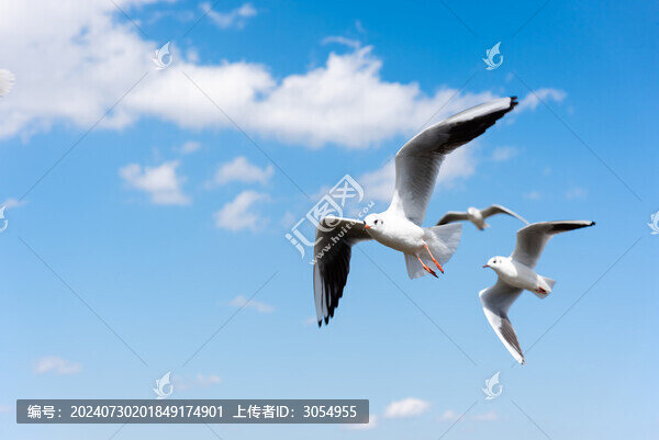 兩只飛翔的海鷗