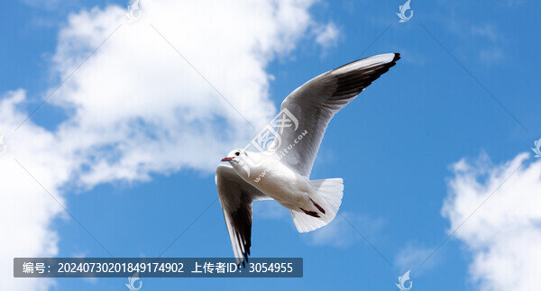藍天白云下展翅飛翔的海鷗