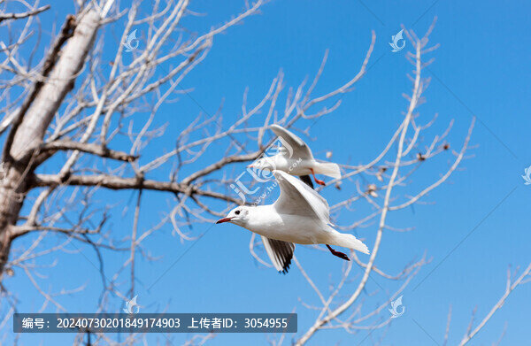 一對飛翔的海鷗