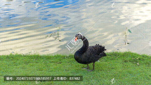 黑天鵝