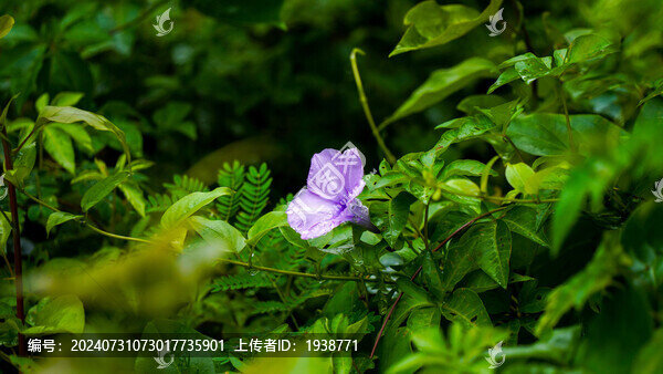 雨后清新?tīng)颗；? title=