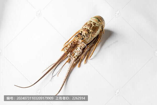 古巴龍蝦