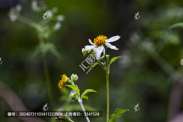 白花鬼針草