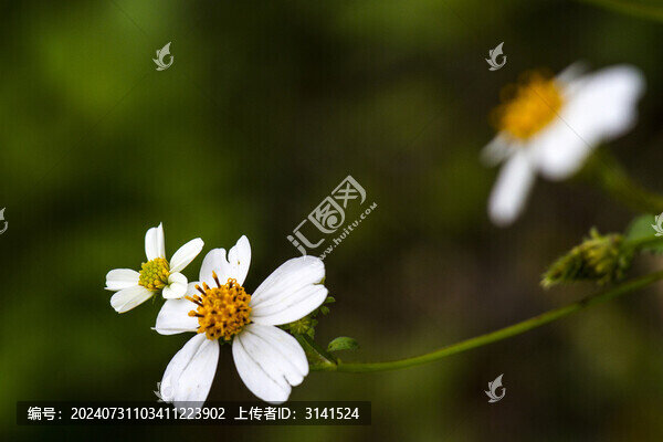 白花鬼針草