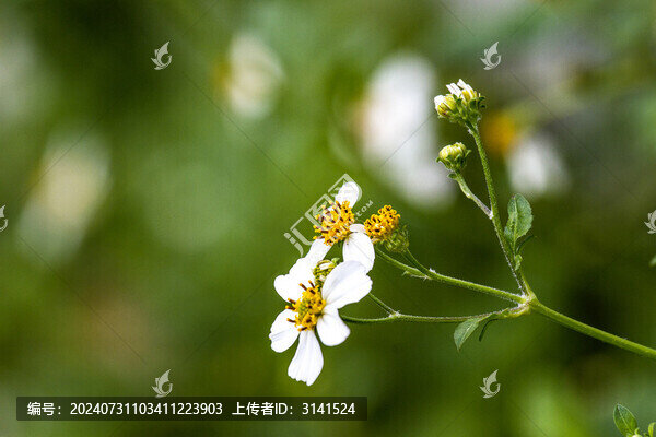 白花鬼針草