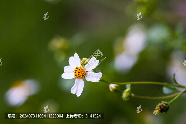 白花鬼針草