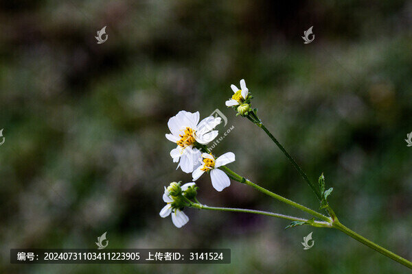 白花鬼針草