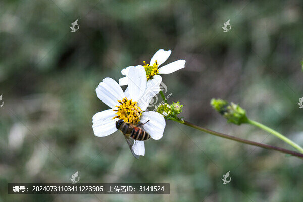 白花鬼針草