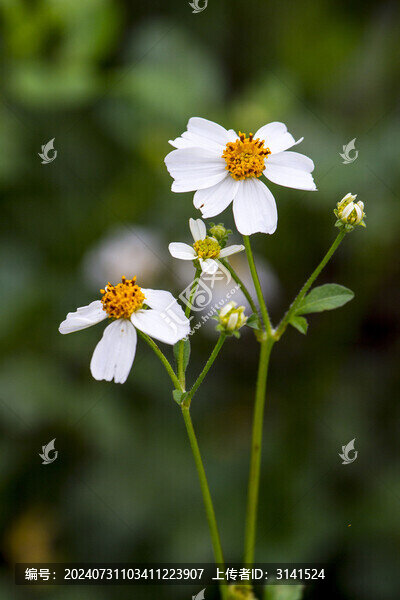 白花鬼針草