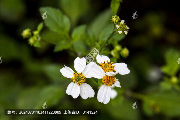 白花鬼針草