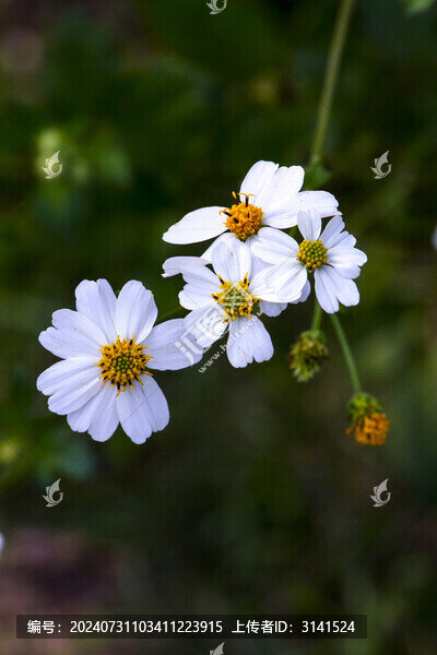 白花鬼針草