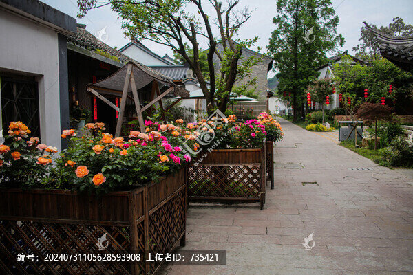 街邊月季花