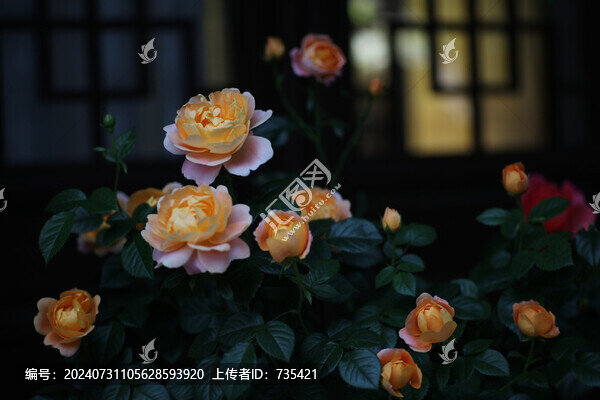 街邊月季花